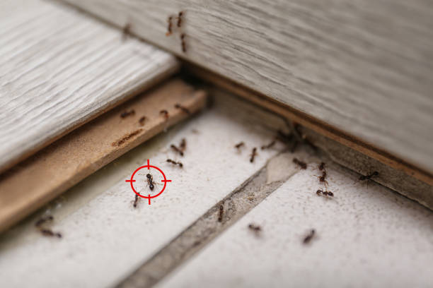 Best Cockroach Control Services  in Moyie Springs, ID