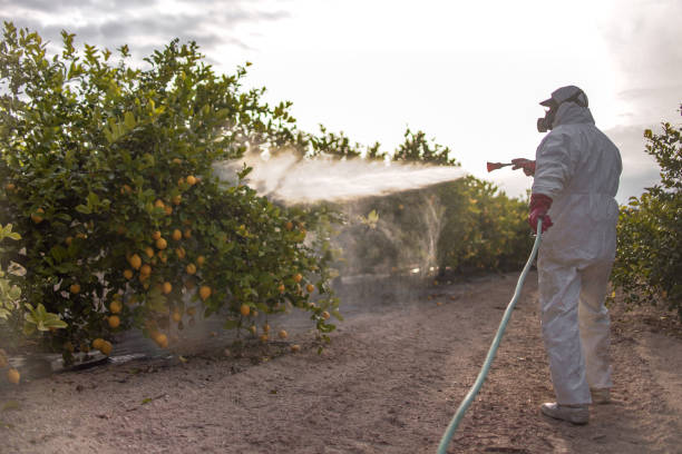 Best Bed Bug Extermination  in Moyie Springs, ID