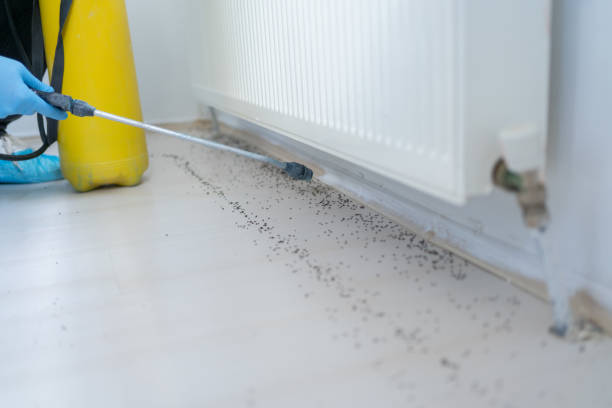 Best Best Pest Control Near Me  in Moyie Springs, ID